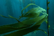 Las algas del fin del mundo fueron protagonistas en feria sustentable