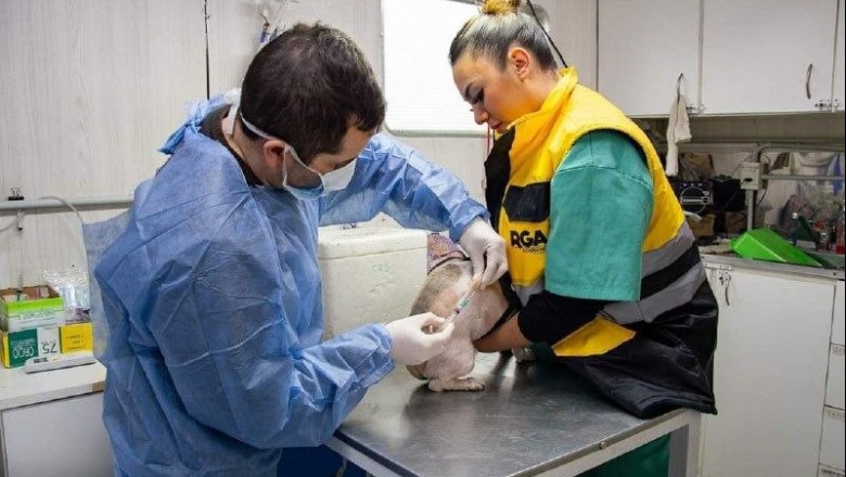 Se realizarán dos nuevas jornadas de cuidado para las mascotas de Río Grande