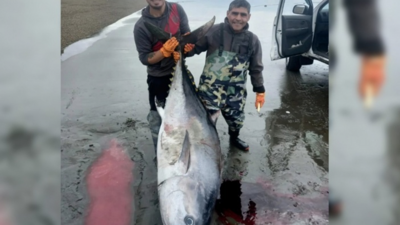 Increíble: Dos pescadores de Río Gallegos capturaron un atún de 250 kilos