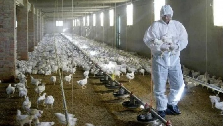 Se reportaron tres casos más de gripe aviar y el Gobierno extremó los controles en pasos fronterizos
