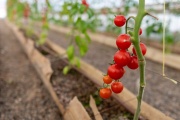 El Municipio cosechó la primera producción local de tomates en Río Grande