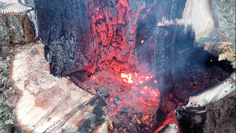 Increíble: un rayo partió un árbol en Tolhuin