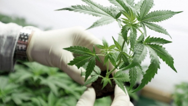 Destacan avances en el proceso de reglamentación en la provincia de la ley de cannabis medicinal