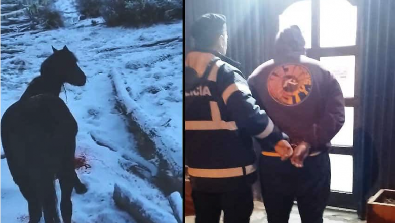 Detienen al sujeto que se filmó apuñalando a un caballo en Tolhuin