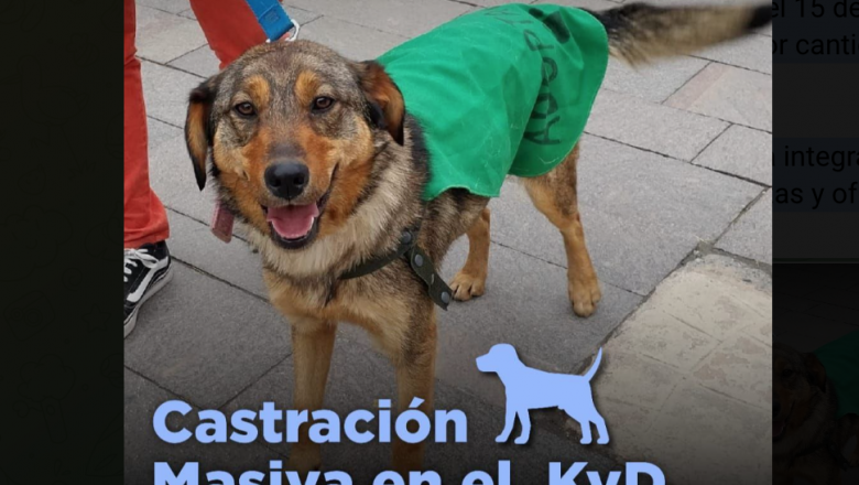 Jornada de castración masiva de canes en Ushuaia