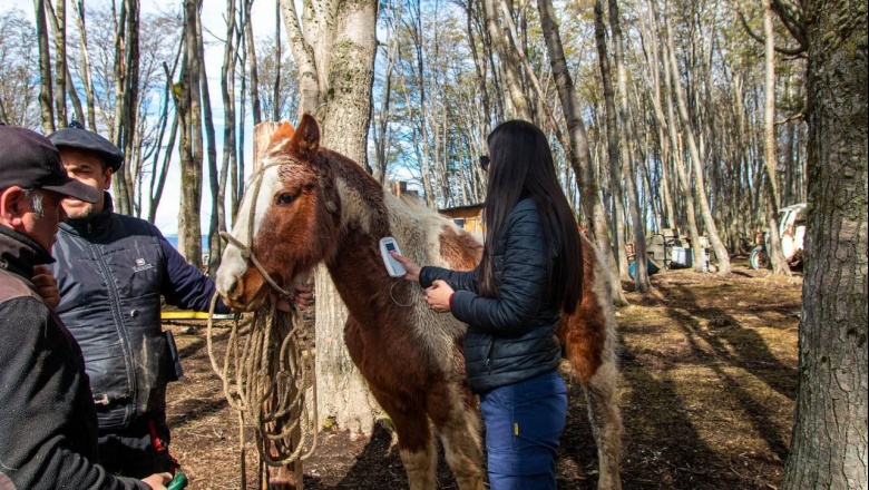 Jornada itinerante de chipeo de equinos en Ushuaia 