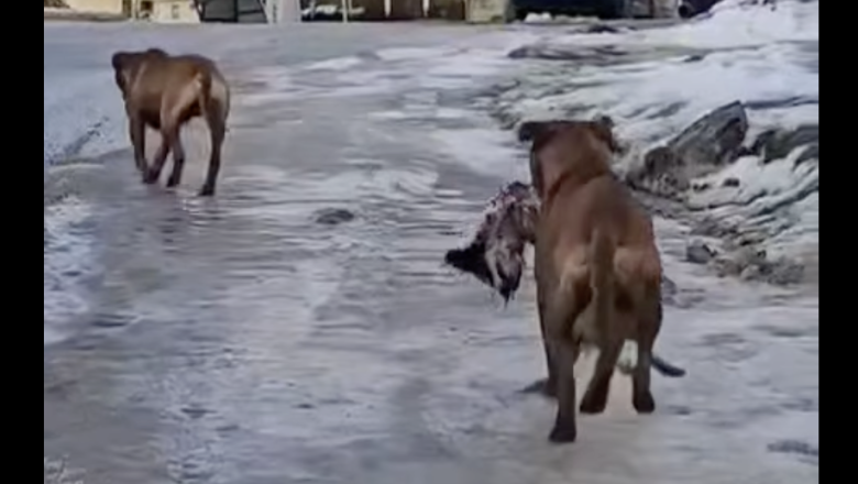 Terror en Ushuaia: Dos pitbull sueltos mataron a otro perro y vecinos exigen respuestas