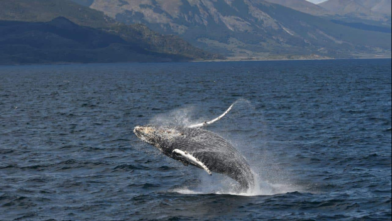 Avistamientos de ballenas en Ushuaia: establecen medidas de seguridad para embarcaciones 