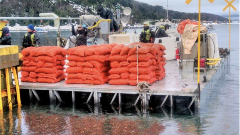 Proyectan expandir el cultivo de los mejillones hacia la costa norte en Río Grande