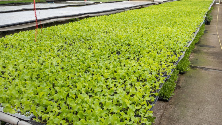 RGA Agroproductiva: se entregarán 2 millones de plantines de hortalizas en la temporada 2025-2026
