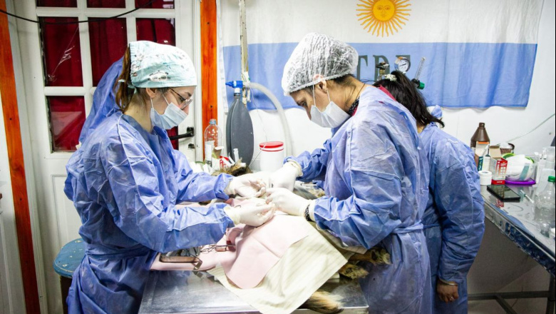 Finalizó con éxito las jornadas de castración masiva en la zona de Margen Sur