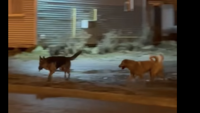 Denuncian manada de perros sueltos en barrio Chacra XI