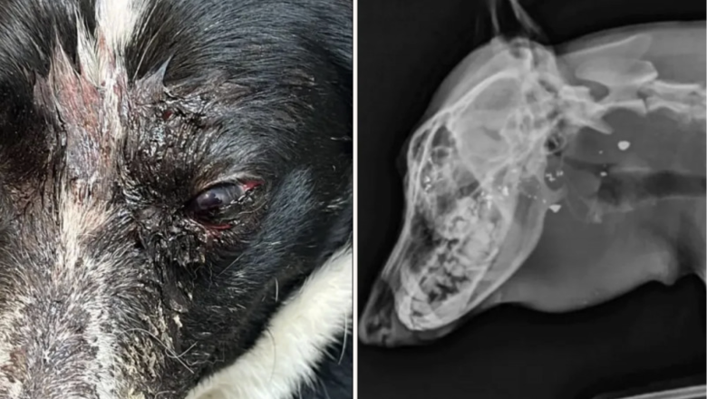 Crueldad en Tolhuin: balearon a un perro en la cabeza