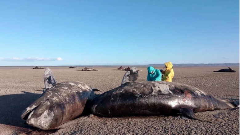 Ya suman más de 26 orcas que murieron varadas en San Sebastián