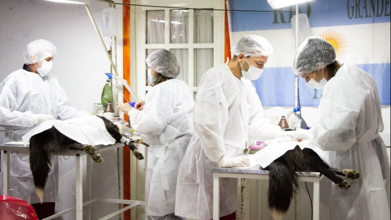 Río Grande refuerza su servicio veterinario con 900 turnos mensuales de castraciones