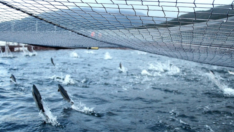 La Legislatura define hoy el proyecto que habilita la producción acuícola en Tierra del Fuego