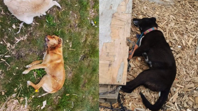 Cruel envenenamiento de perros conmociona a vecinos de la margen sur