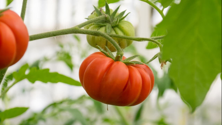 Ya se pueden adquirir tomates de RGA alimentos de esta temporada