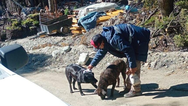 Labraron infracciones por perros sueltos en el Barrio 2 Banderas de Ushuaia 