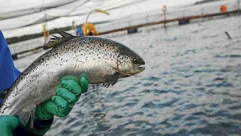 Productor local a favor de la cría de salmón en Tierra cuestiona la desinformación política