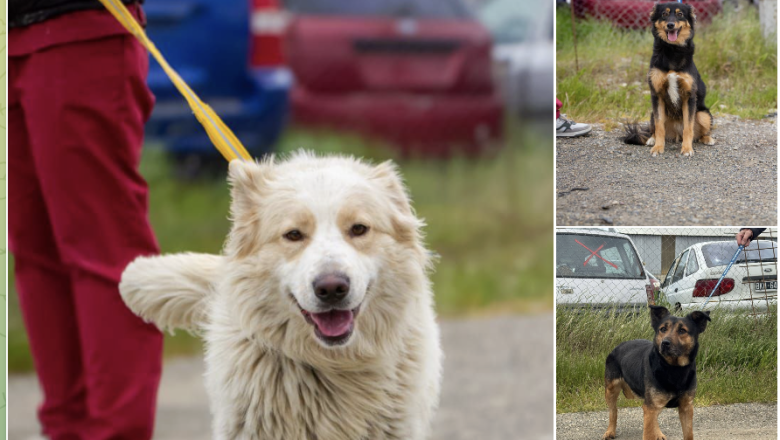 RGA Mascotera: nueva jornada de adopción responsable en la costanera