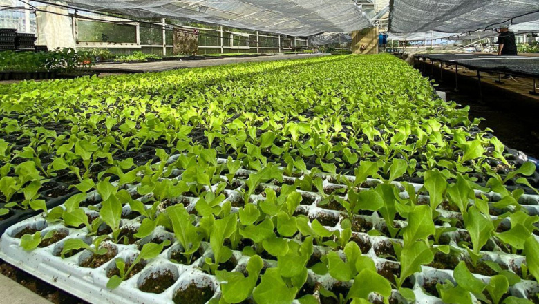 1.000.000 de plantines de verduras entregados en los últimos tres meses 