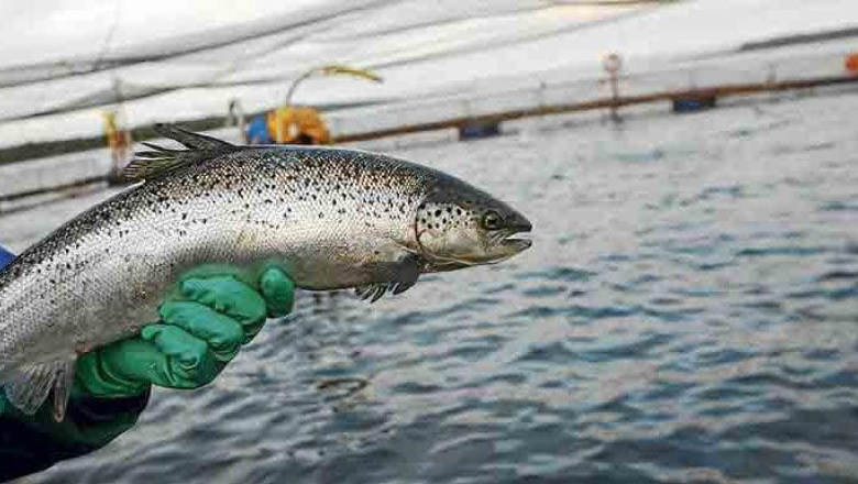 La Legislatura habilitó la producción de salmones y otros peces en aguas de Tierra del Fuego