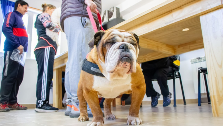 El Municipio realizó una Jornada de Vacunación Antirrábica y Adopción responsable