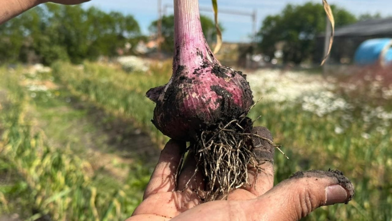 Cosechan ajos violetas por primera vez en Tierra del Fuego