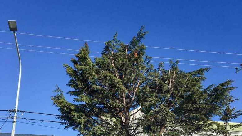 Brindan servicio de poda de árboles a los vecinos de Río Grande 
