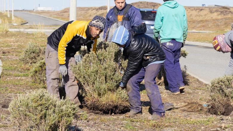 El Municipio incorpora flora nativa en los espacios verdes de la ciudad
