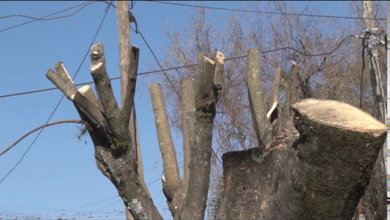 Continúa con el servicio de poda para vecinos de la ciudad
