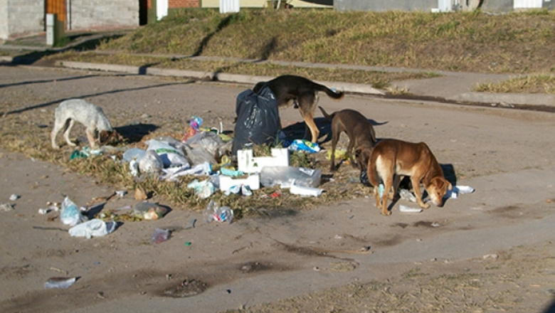 Reducen atención veterinaria mientras crece la población de perros en la ciudad