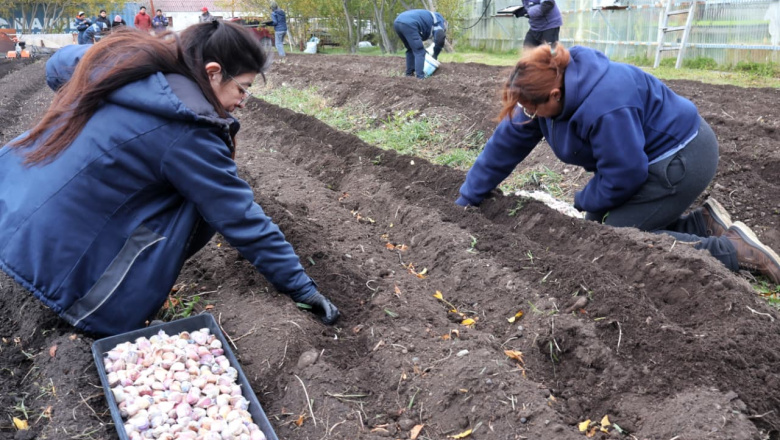 Río Grande activa avanza en la resiembra de los ajos violetas fueguinos