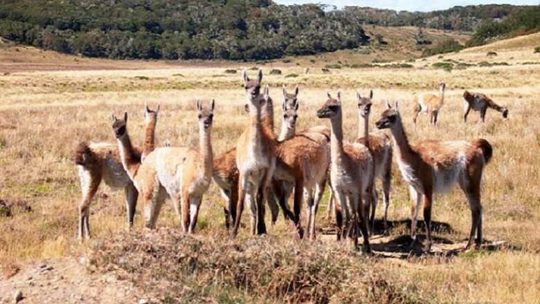 Crece el debate por el guanaco como alternativa a la carne vacuna en Tierra del Fuego