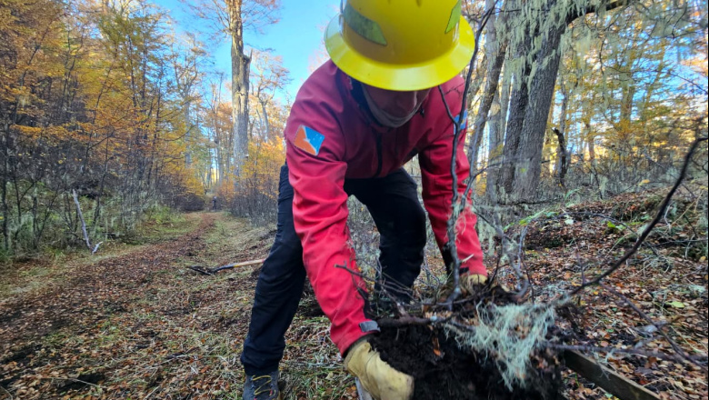Avanza la reforestación en la zona afectada por el incendio en la Isla 