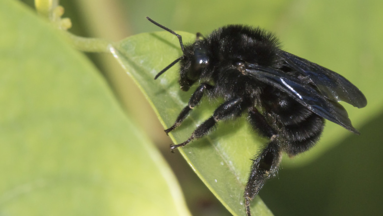 Autorizan el ingreso de abejorros para impulsar la producción de cerezas en Tolhuin
