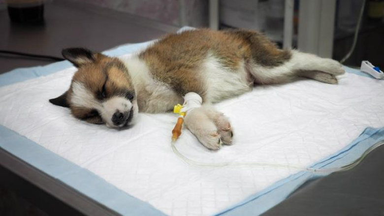 Preocupación en Ushuaia por un brote de parvavirus: ya murieron varios perros