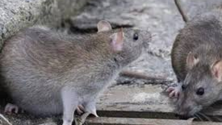 Refuerzan en Tolhuin recomendaciones para el control de roedores en comercios durante el invierno