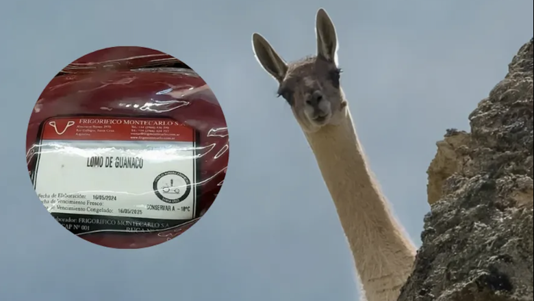 Abrirá la primera tienda exclusiva de carne de guanaco en la Patagonia
