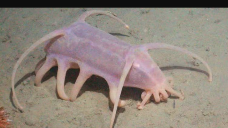 Descubren nuevas especies marinas en las profundidades de la Antártida