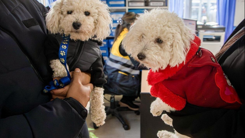 Por las bajas temperaturas, el Municipio recuerda medidas para proteger a las mascotas 