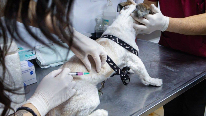 Hoy se realizará una nueva jornada de cuidado para las mascotas