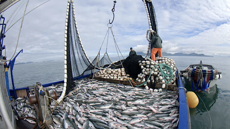 USD 491 millones de diferencia: la brecha de ganacias en pesca entre Malvinas y Tierra del Fuego 