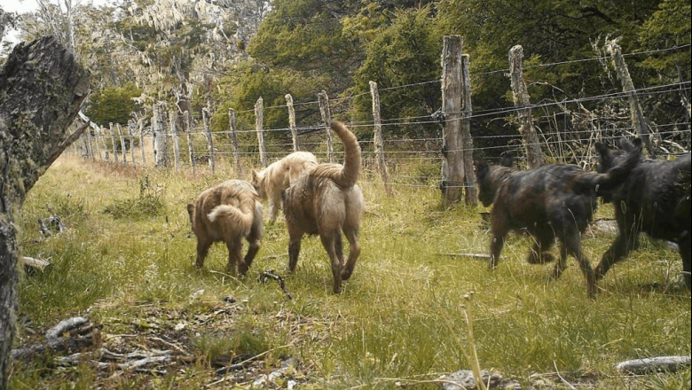 Gobierno avanza en acciones para controlar el problema de los perros asilvestrados