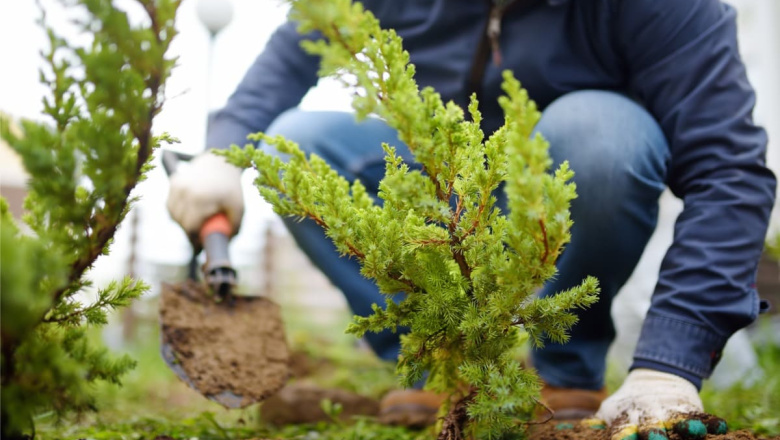 Está vigente el descuento en impuestos por plantar árboles en las veredas