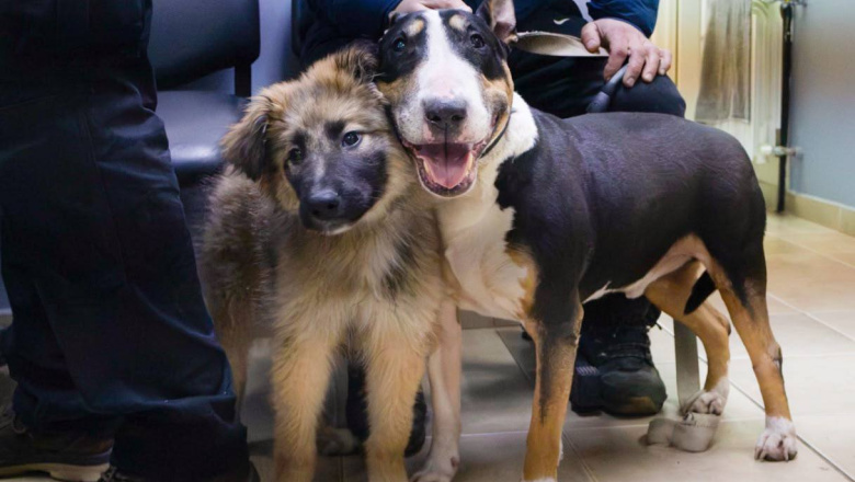 Brindan recomendaciones para cuidar la salud de nuestros perros