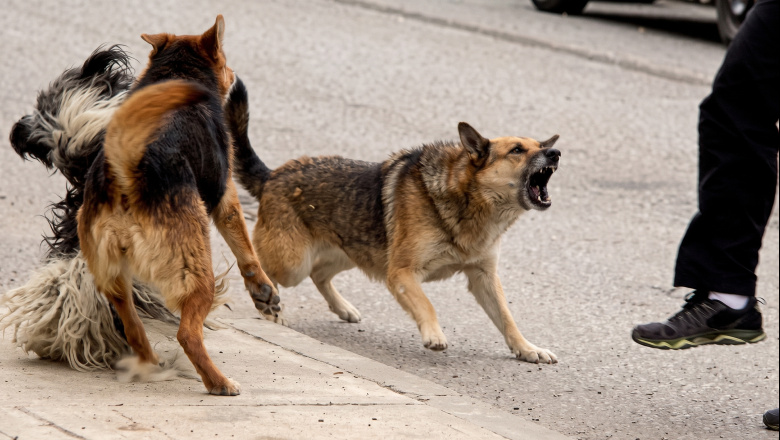 Proponen elevar las multas por perros sueltos, que muerden o maltrato animal 