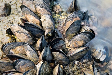 Se declaró la veda de recolección, comercialización y consumo de Moluscos Bivalvos por Marea Roja