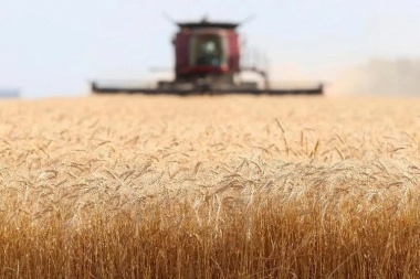 El mundo necesita más trigo, la Argentina se autolimita y se perdería de exportar USD 2.000 millones adicionales en la próxima campaña